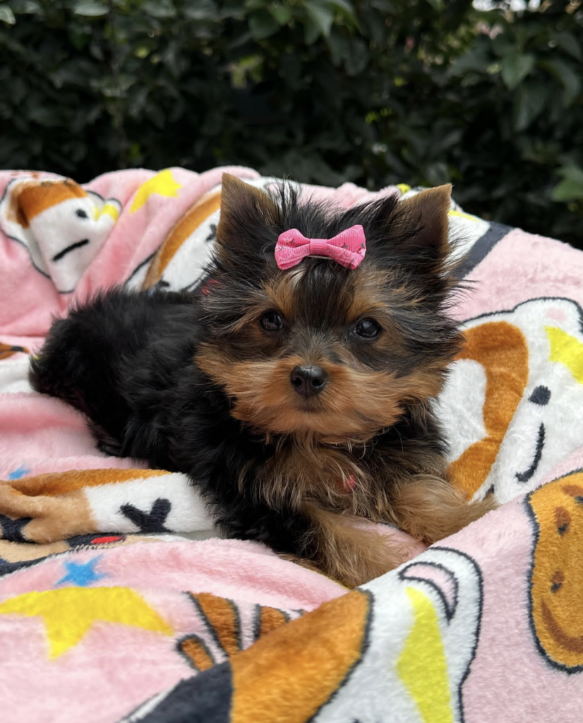 Screenshot_20240614-070907~2