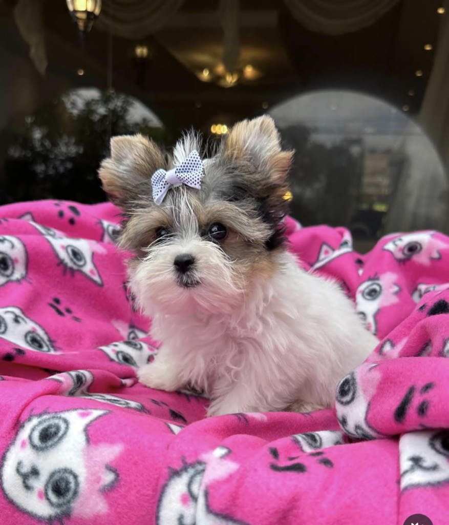 Screenshot_20240614-071137~2