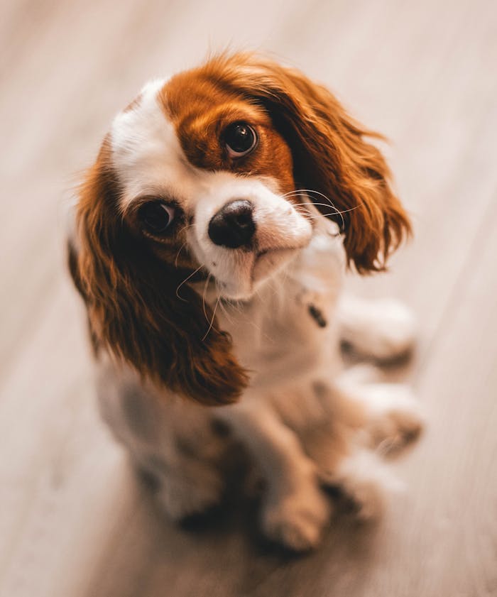 pexels-photo-1390361 Shallow Focus Photography of a Cavalier King Charles Spaniel