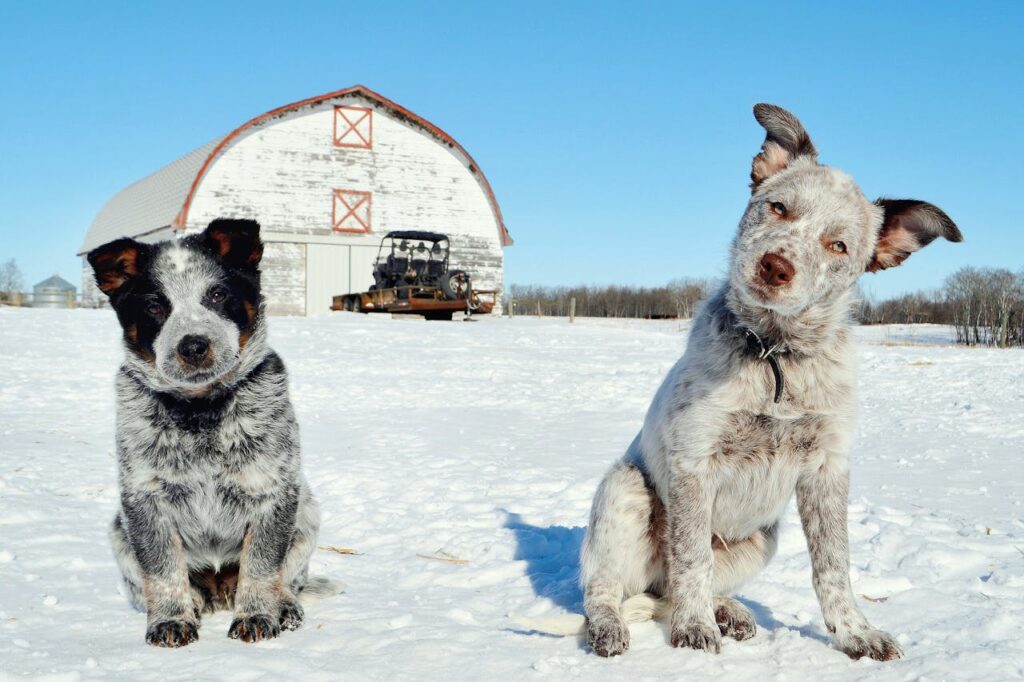 Two dogs sitting in the snow near a barn