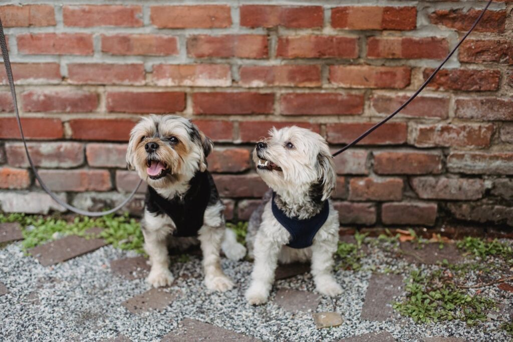 pexels-photo-5732505 Two Adorable Dogs With Leash Sitting On Ground Besidde A Brick Wall